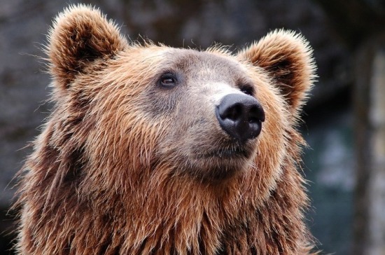  Россиянам запретят держать дома диких животных