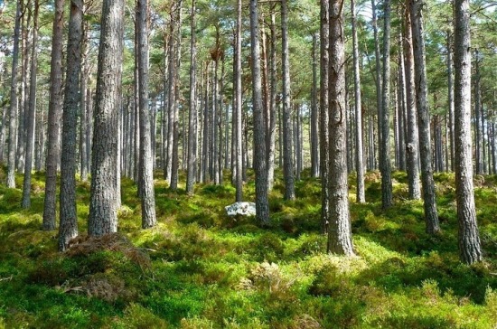 В СФ поддержали поправки о восстановлении леса