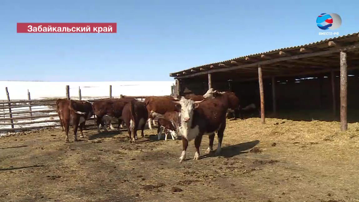 РЕПОРТАЖ: Ситуация с распространением вируса ящура в Забайкальском крае