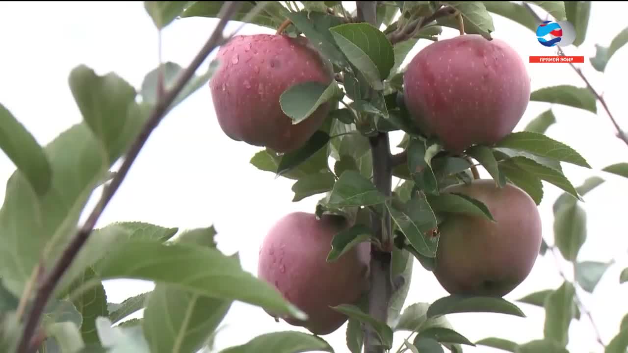 Сенаторы помогут обеспечить россиян яблоками