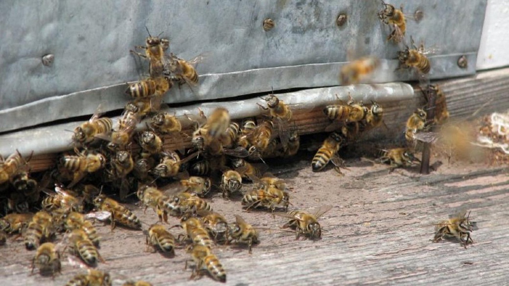 Сенатор рассказал, почему гибнут пчелы
