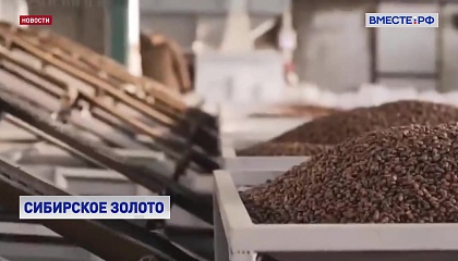 Запрет на экспорт необработанного кедрового ореха должен стать стимулом для местных предприятий