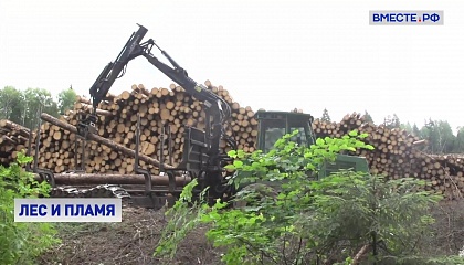 В Минприроды предлагают разрешить вырубку ценного леса у населенных пунктов