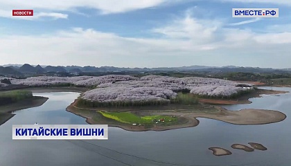 Тысячи деревьев распустились в вишневом саду китайского Гуйяна