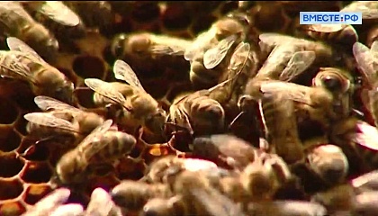 РЕПОРТАЖ: Закон о пчеловодстве – первый шаг в развитии отрасли