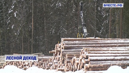 Плата за аренду лесных участков будет зависеть от переработки древесины