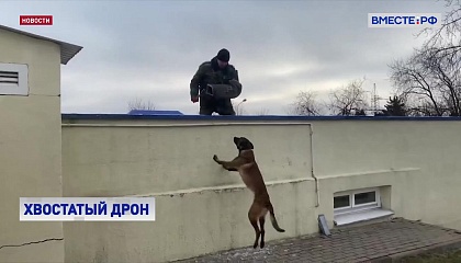 Служебные собаки в России получат оборудование для беспилотников