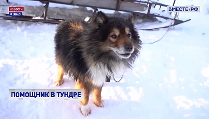 Помощник в тундре: на Ямале хотят восстановить древнюю породу собак
