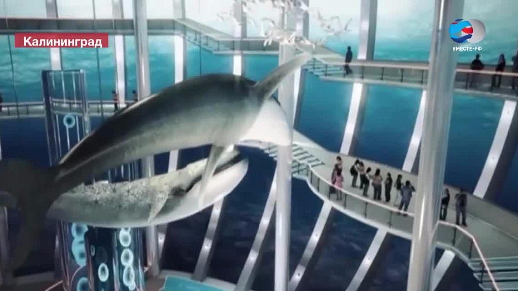 РЕПОРТАЖ: Российские ученые воссоздают скелет древнего кита