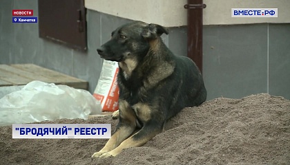На Камчатке создадут реестр бездомных собак и кошек