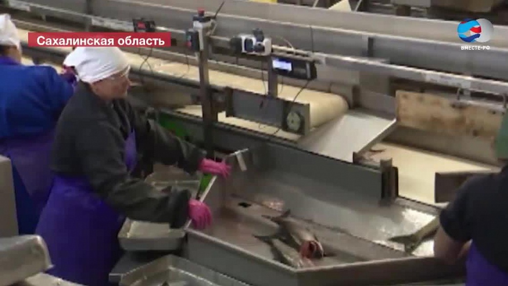 В Приморье начали строить новый завод по переработке рыбы