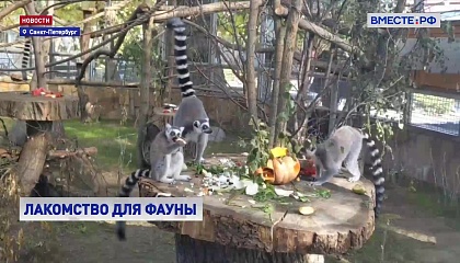 Тонну с лишним угощений для животных собрал менее чем за месяц Ленинградский зоопарк