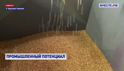 Опыт Карачаево-Черкесии в производстве семян использовать по всей России, считают в СФ