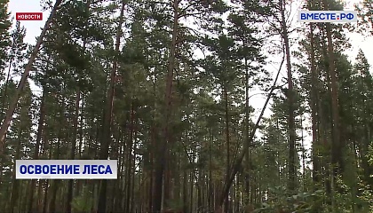 Проблемы лесоустройства обсудили в Совете Федерации