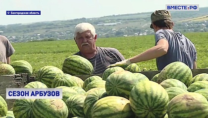 В Белгородской области начался сбор арбузов