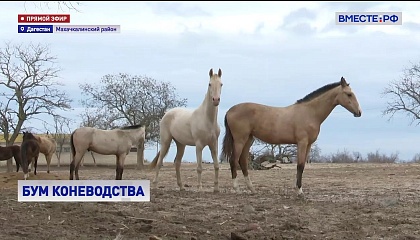 Небесный аргамак: коневодство восстанавливается в Дагестане после упадка
