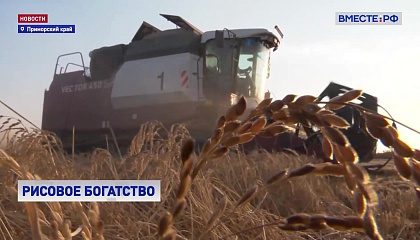 РЕПОРТАЖ: Рисовая жатва в Приморье
