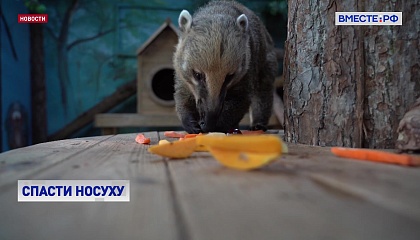 Полиция передала партию редких зверей в Московский зоопарк