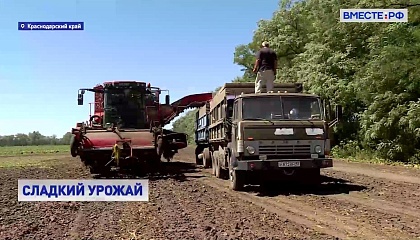 РЕПОРТАЖ: В Краснодарском крае начался сбор сахарной свёклы