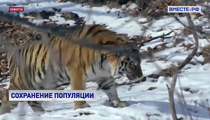 В СФ обсудили проблемы сохранения популяции амурского тигра на Дальнем Востоке