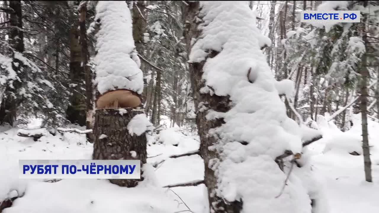 Борьба с черными лесорубами: лесникам помогают казаки