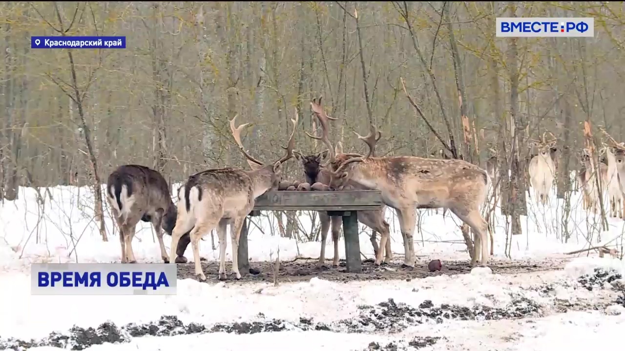 Животные Кубани Фото