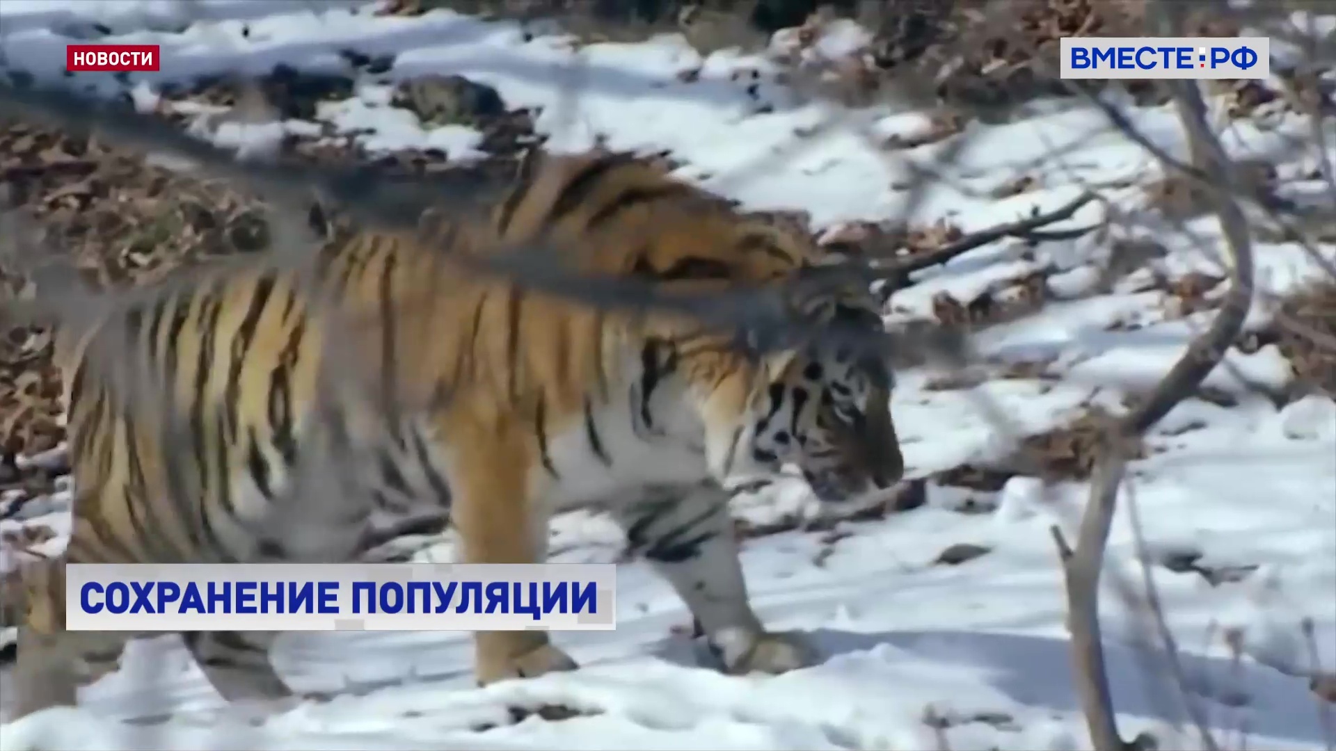 В СФ обсудили проблемы сохранения популяции амурского тигра на Дальнем Востоке