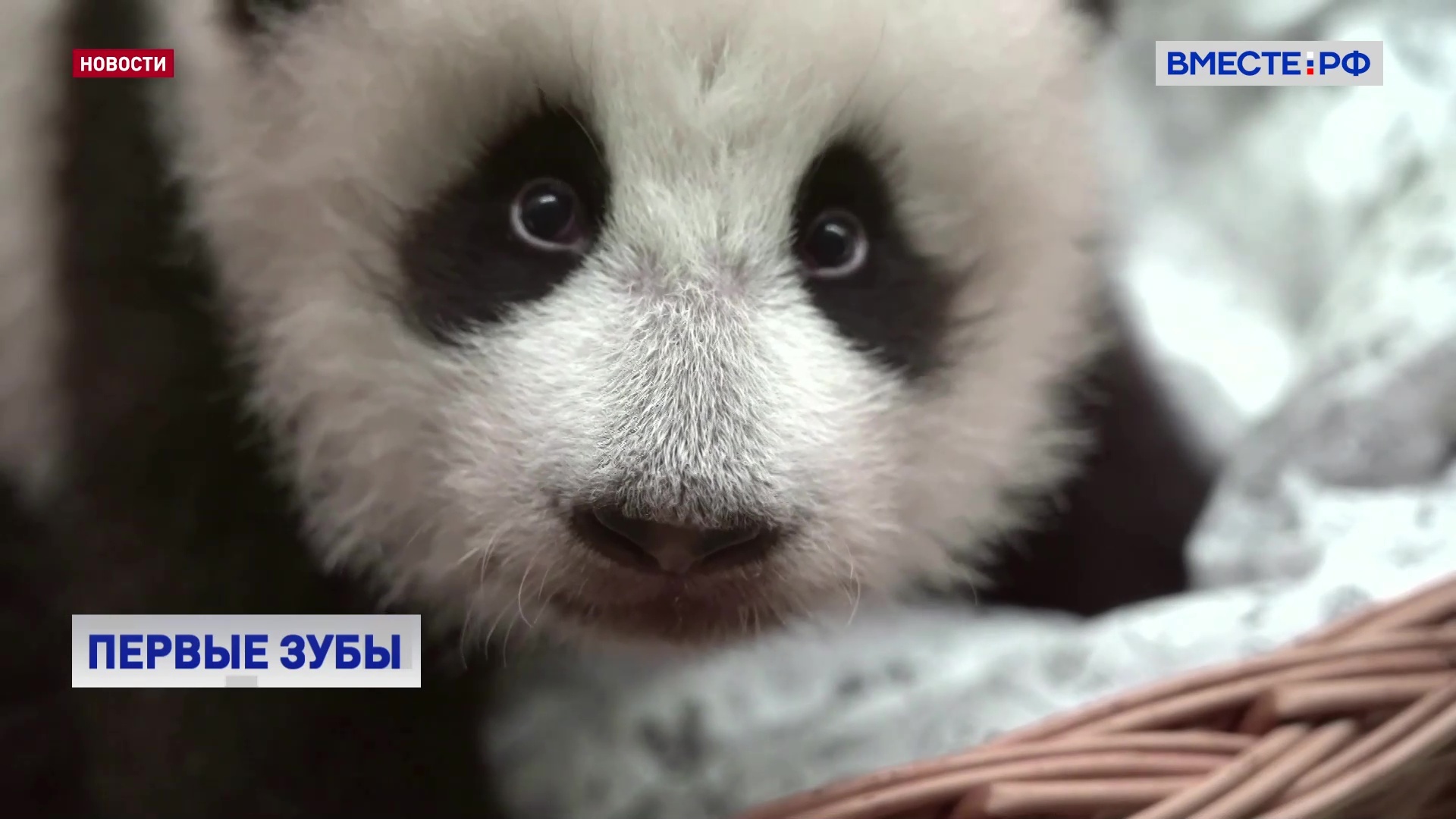 У малыша панды из Московского зоопарка прорезались первые зубы