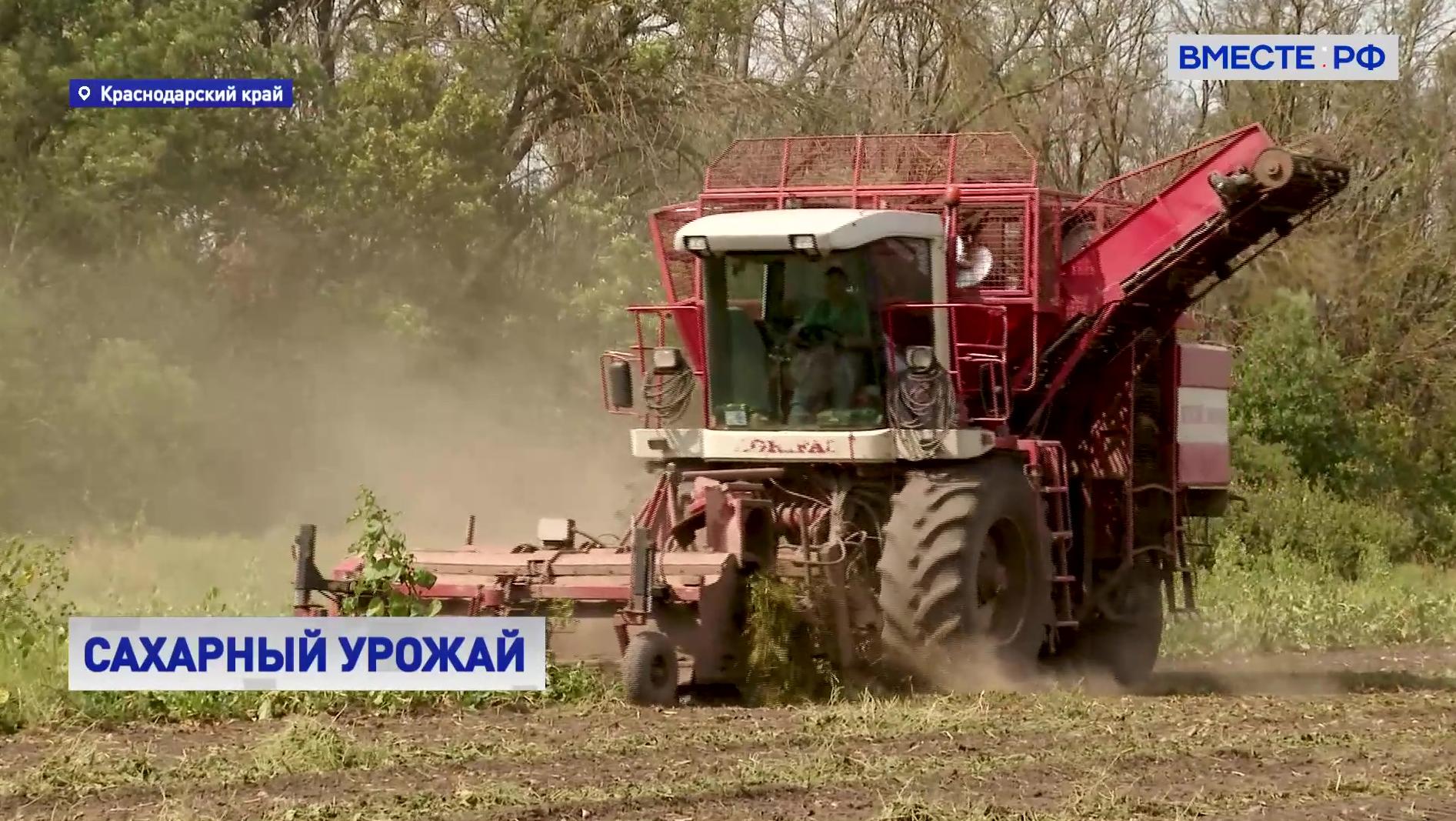 В 1 день собрали 42 тонны свеклы. Уборка сахарной свеклы в Краснодарском крае. Уборка сахарной свеклы на Кубани. Уборка сахарной свёклы на САЗ 3507