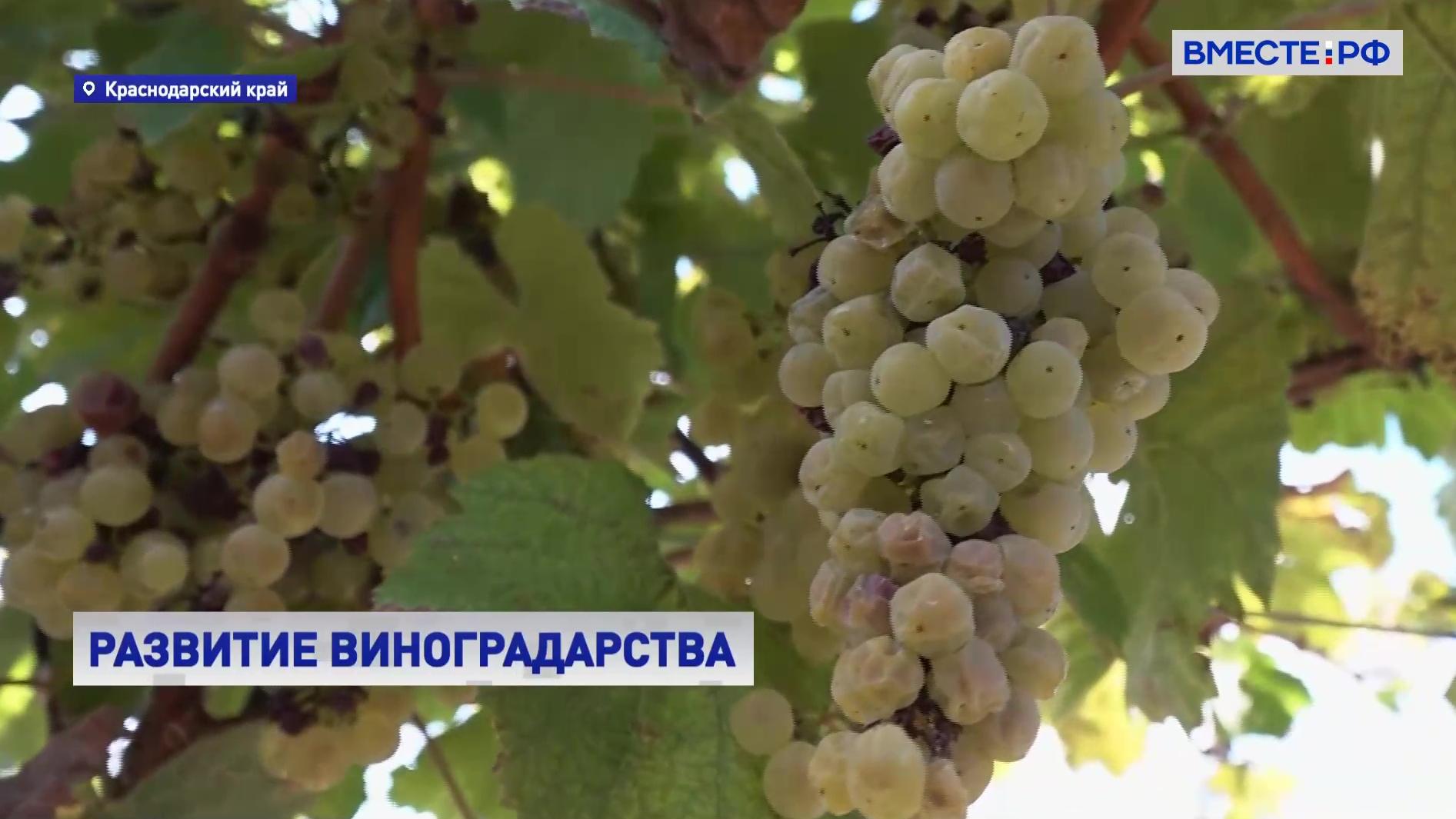 Краснодарский край: развитие виноградарства