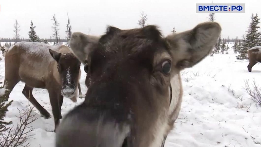 Сенатор Шумилова рассказала, как животные помогут следить за экологией в Арктике