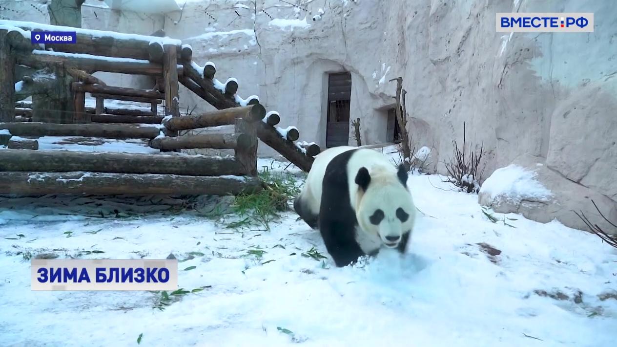 Панда в московском зоопарке пришла в восторг от первого снега 