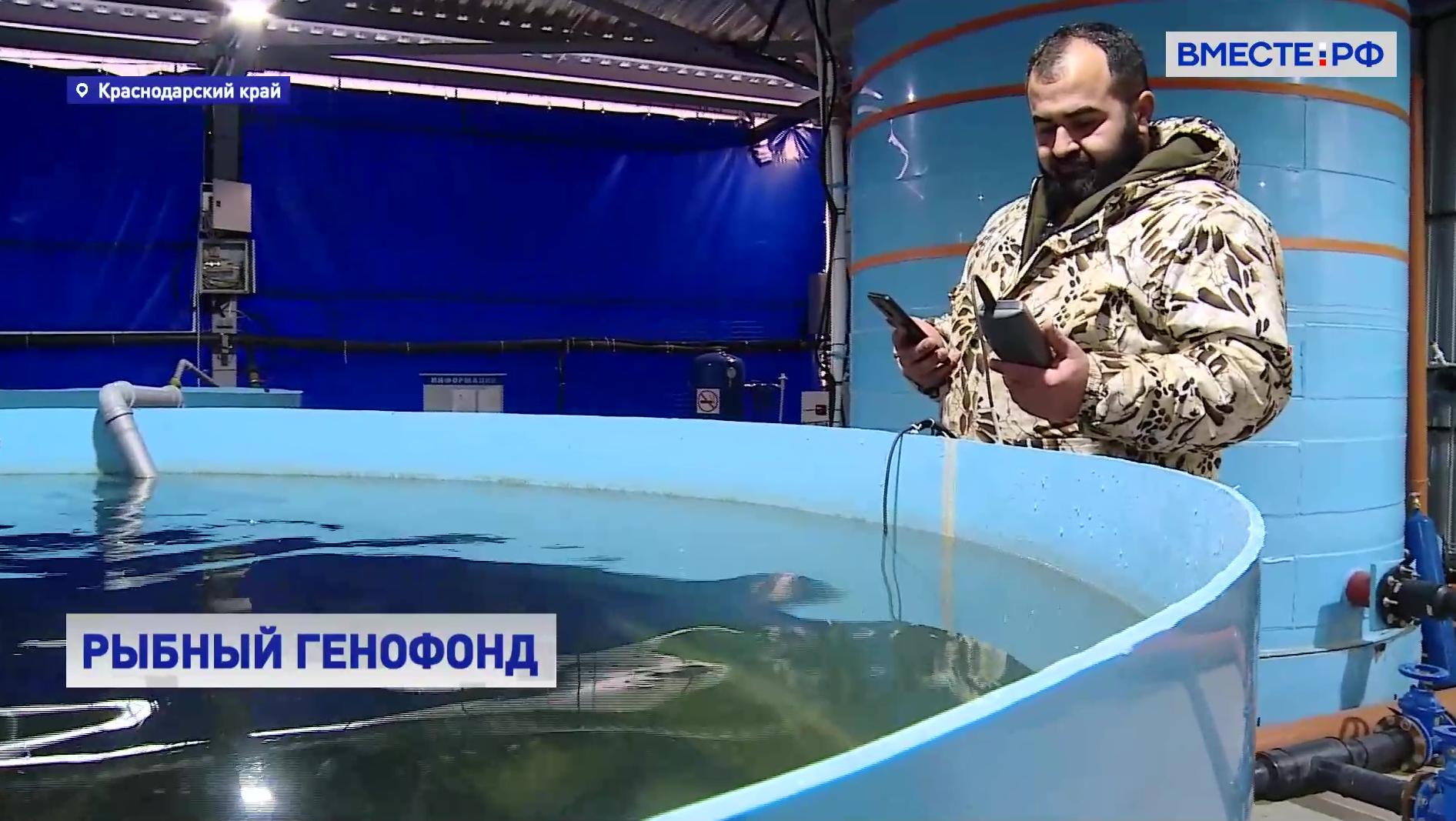 РЕПОРТАЖ: В Краснодарском крае восстанавливают популяцию исчезающих видов рыб