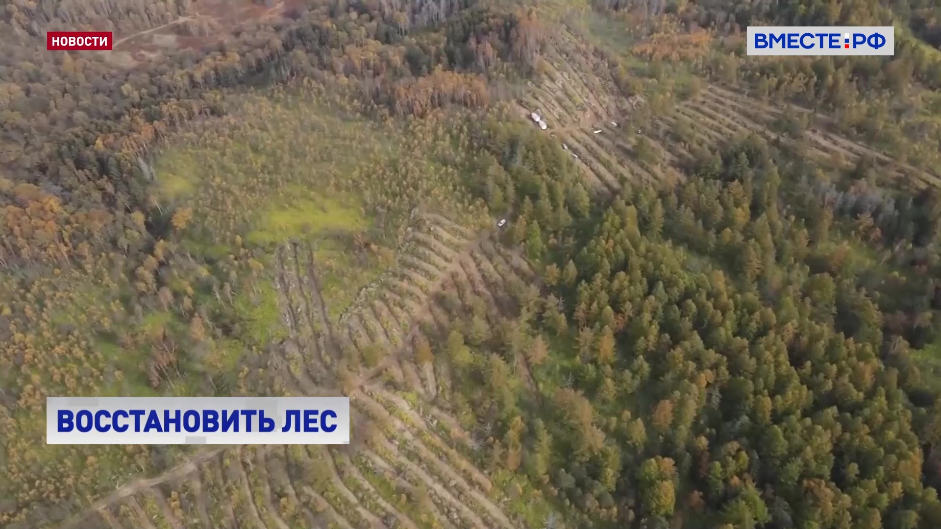 Свыше 3 тысяч гектаров леса в этом году предстоит восстановить сахалинским лесхозам