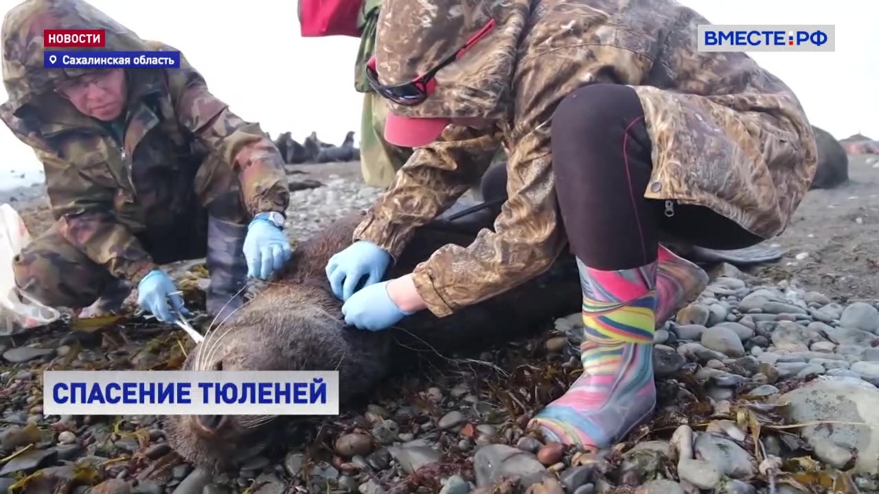 Волонтеры спасли 150 тюленей в Сахалинской области