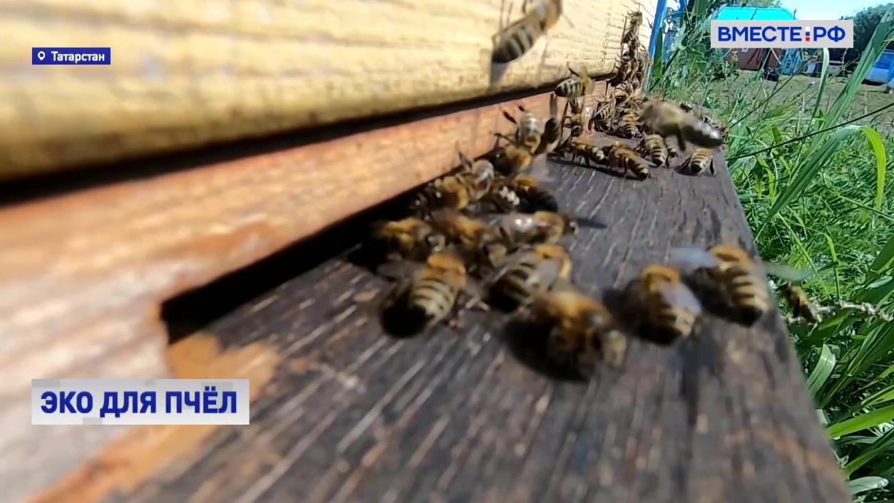Экспериментальная пасека: над улучшением «породы» пчел работают на генетическом уровне