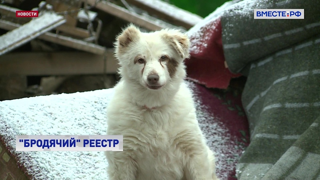 В Сенате предлагают организовать помощь бездомным животным