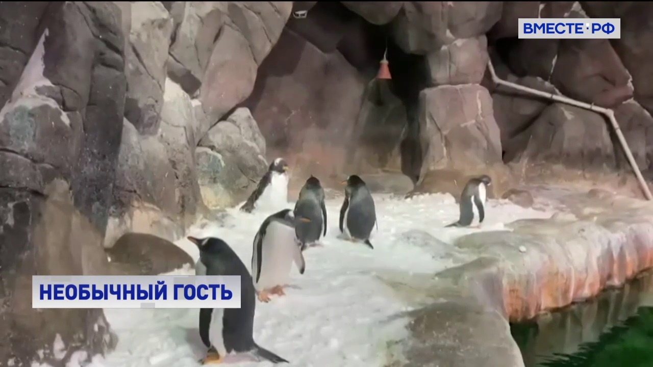 РЕПОРТАЖ: Пингвины московского зоопарка