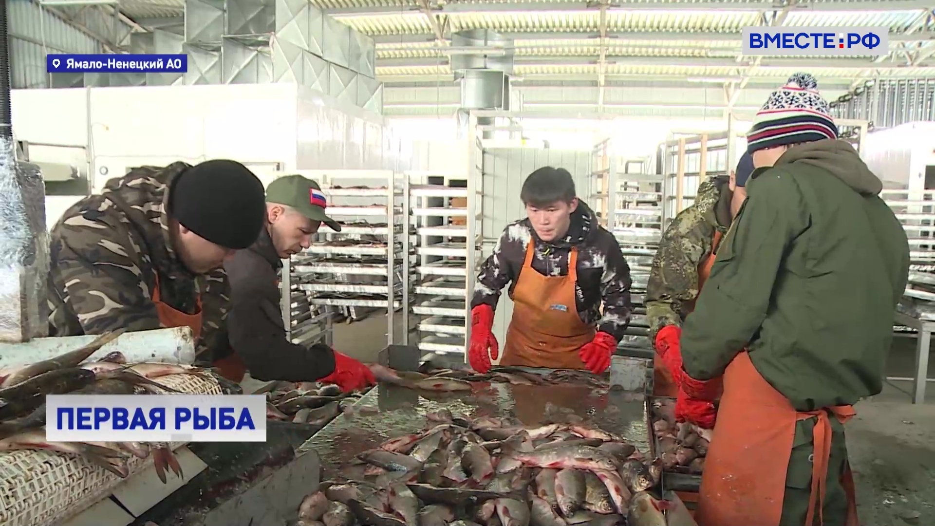 На Ямале промысловики доставили на переработку первую партию так называемой «черной рыбы»