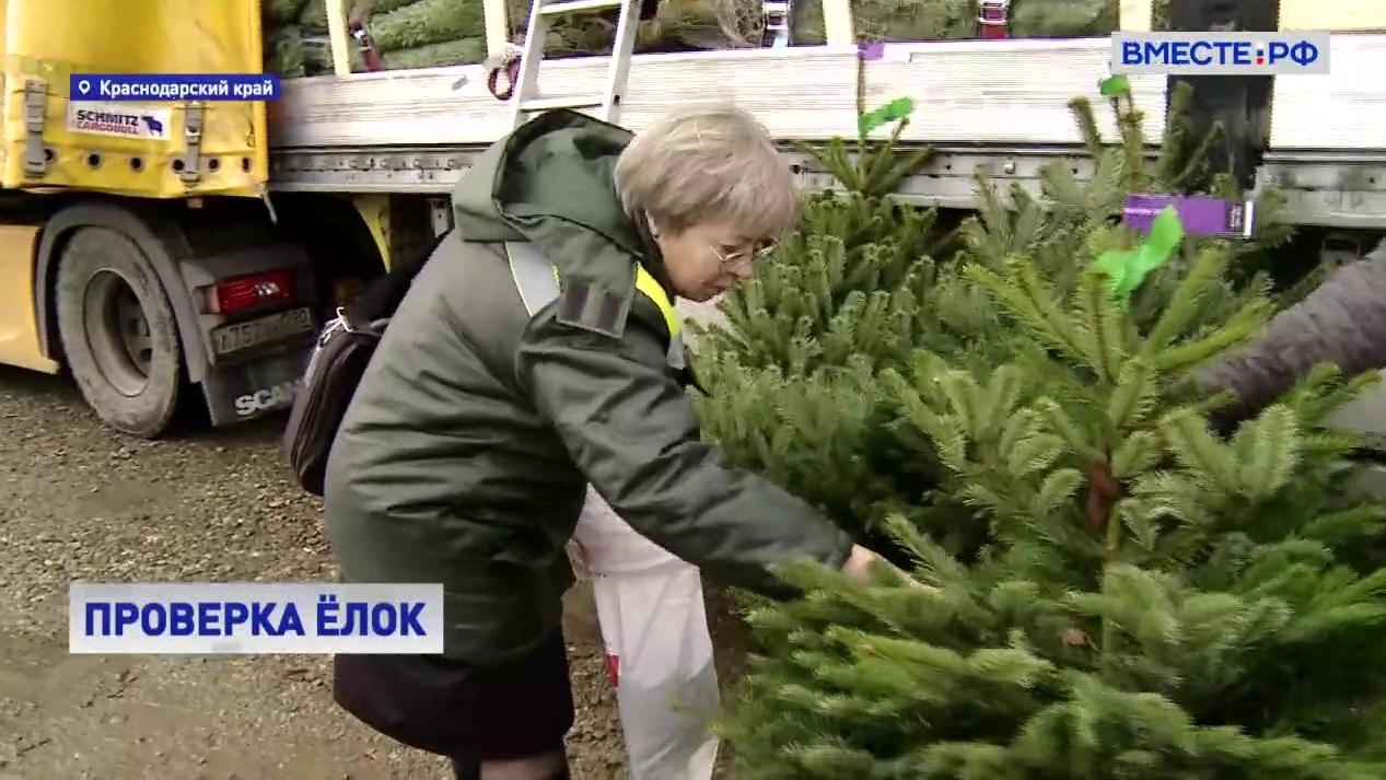 Проверить новогодний. Жуки на елке.