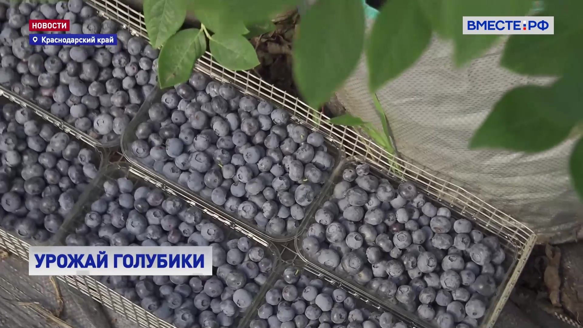 В Краснодарском крае начался сезон сбора первого урожая голубики