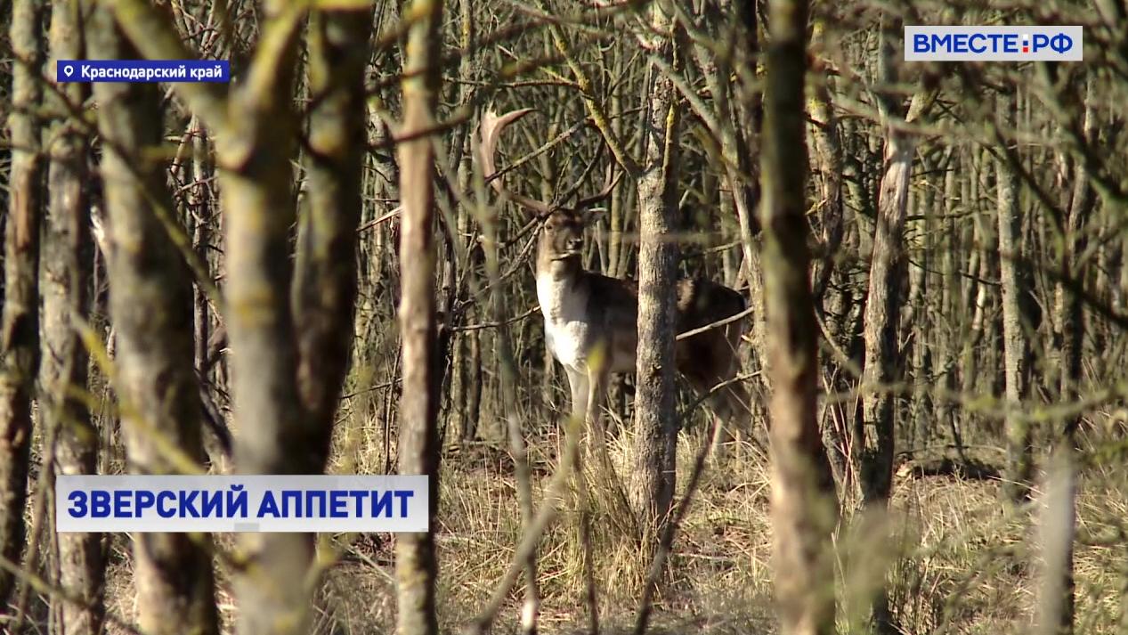 Тяжелая пора: в Краснодарском крае подкармливают диких зверей и птиц