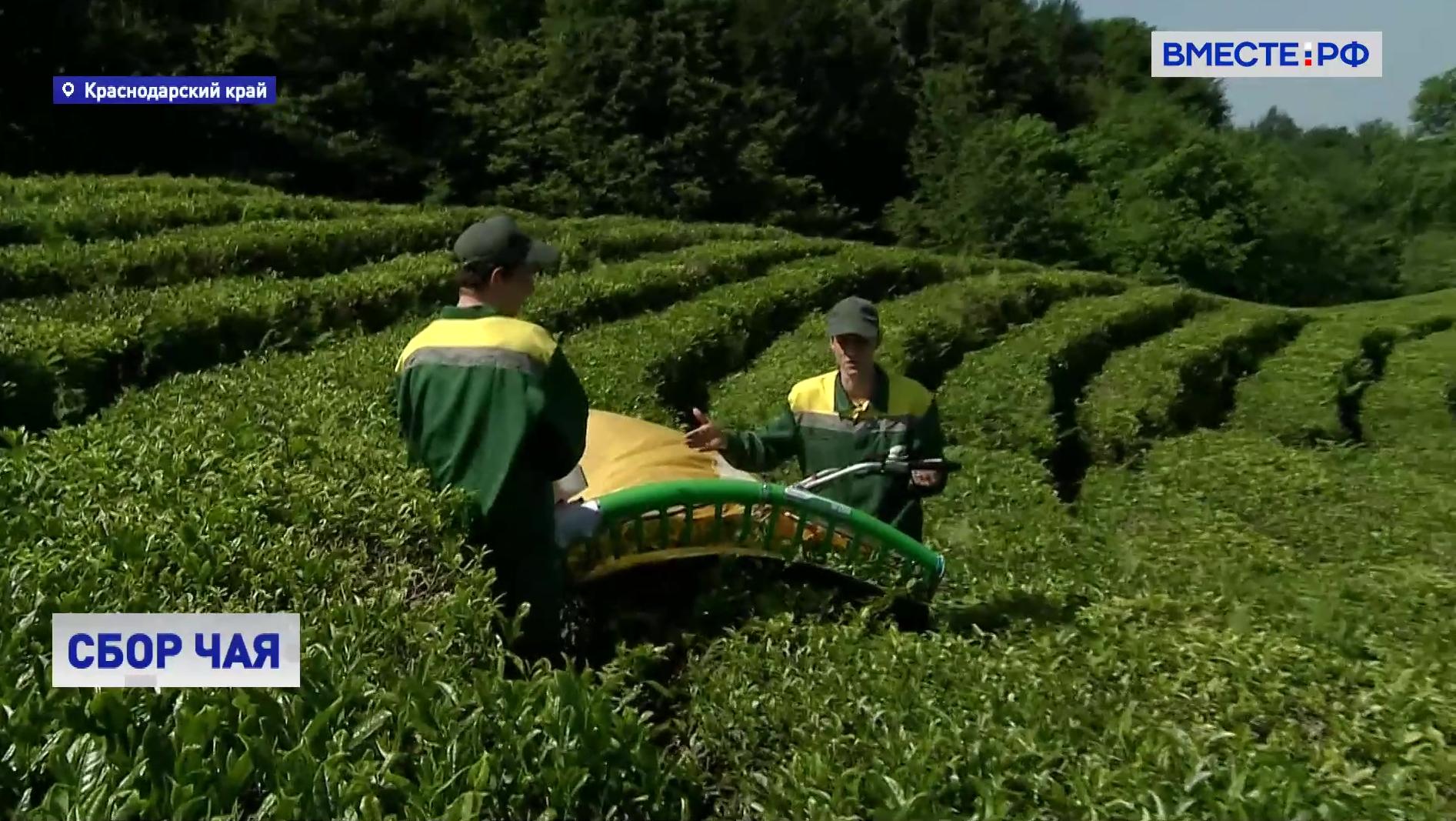 В этом году в Краснодарском крае ожидается большой урожай чая
