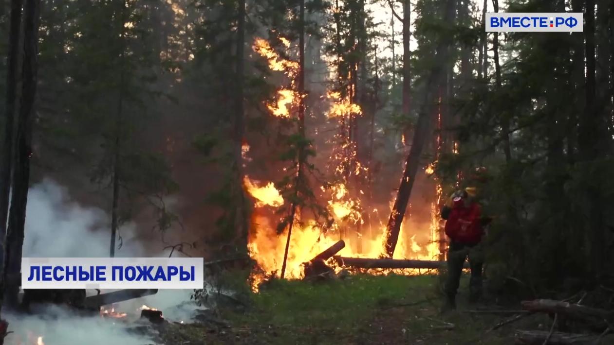 Борьба лес. Пожар в лесу. Горят леса. Пожар в лесу фото. Лесные пожары в Сибири 2022.