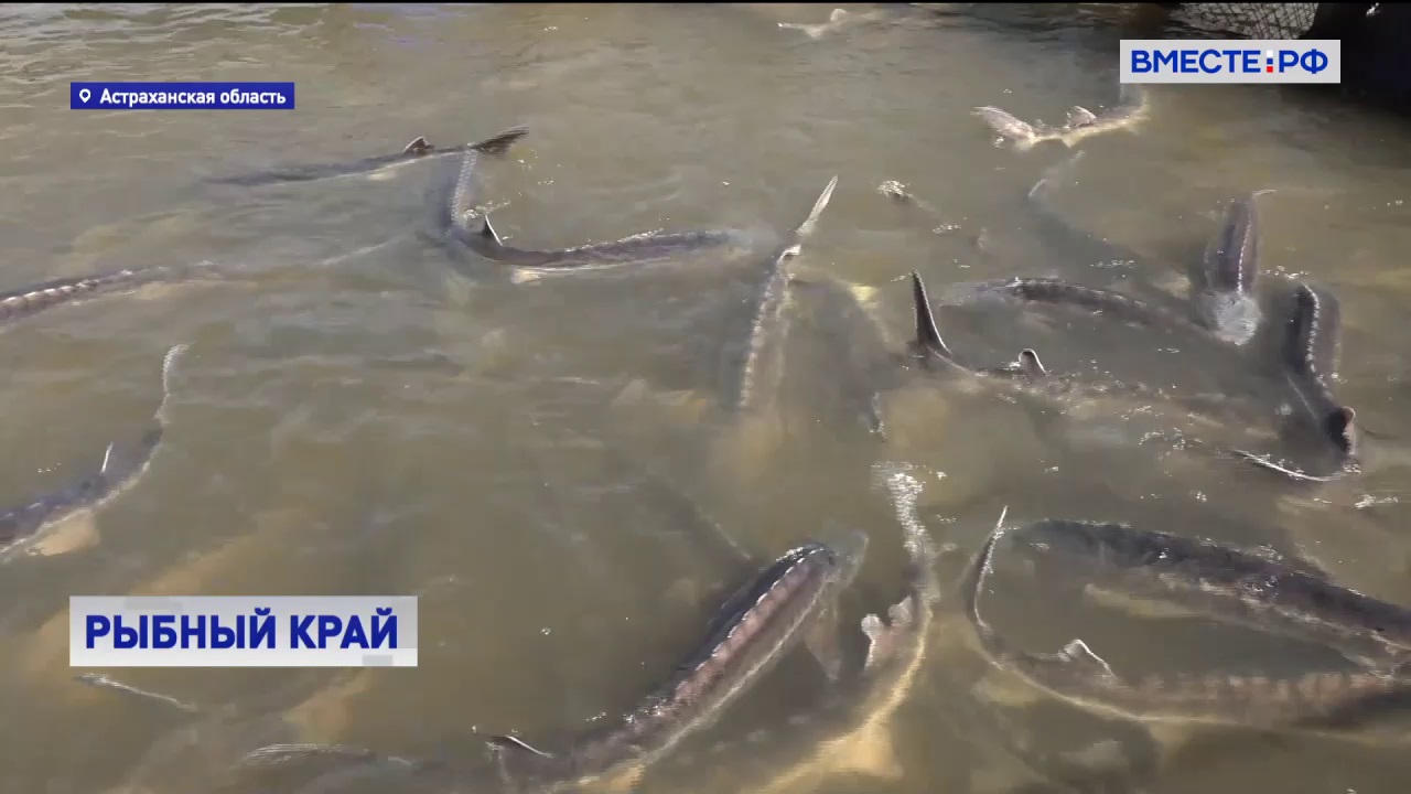 Астраханская область: рыбный край