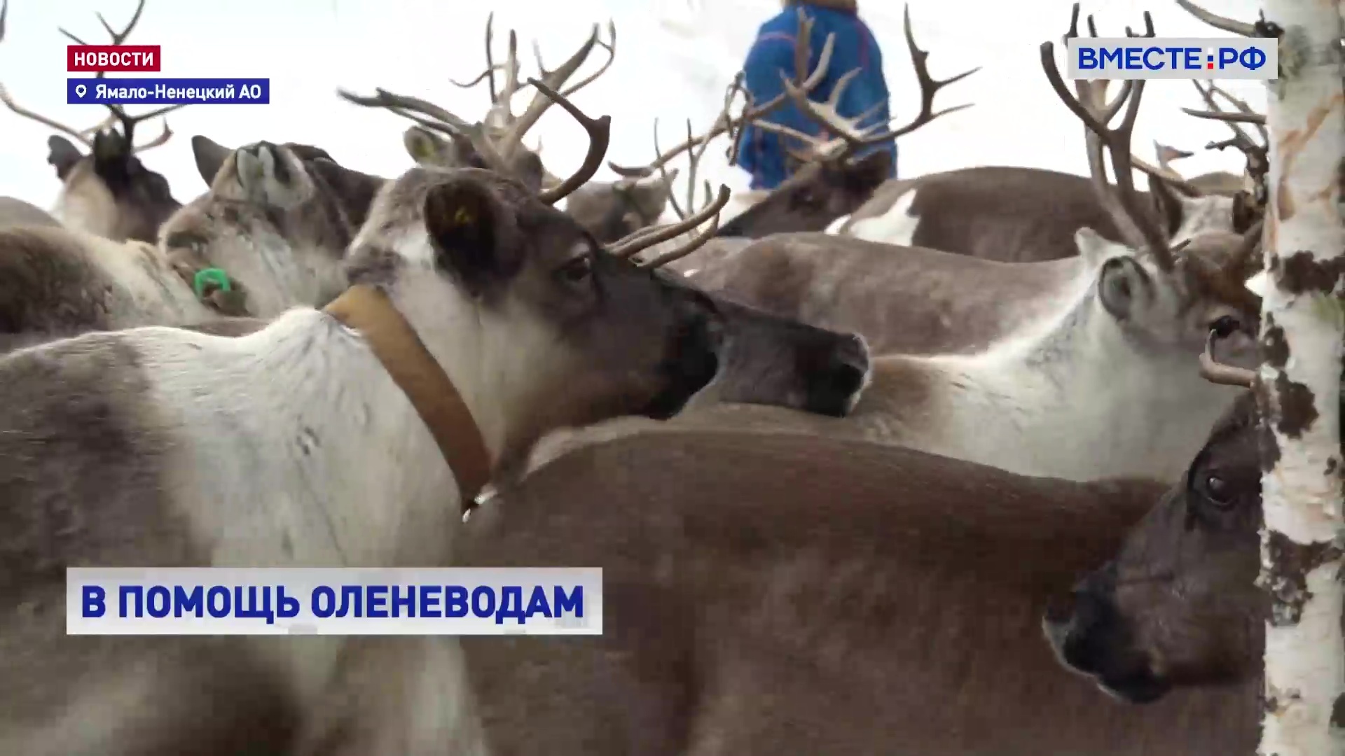РЕПОРТАЖ: Вакцинация оленей в Ямало-Ненецком АО