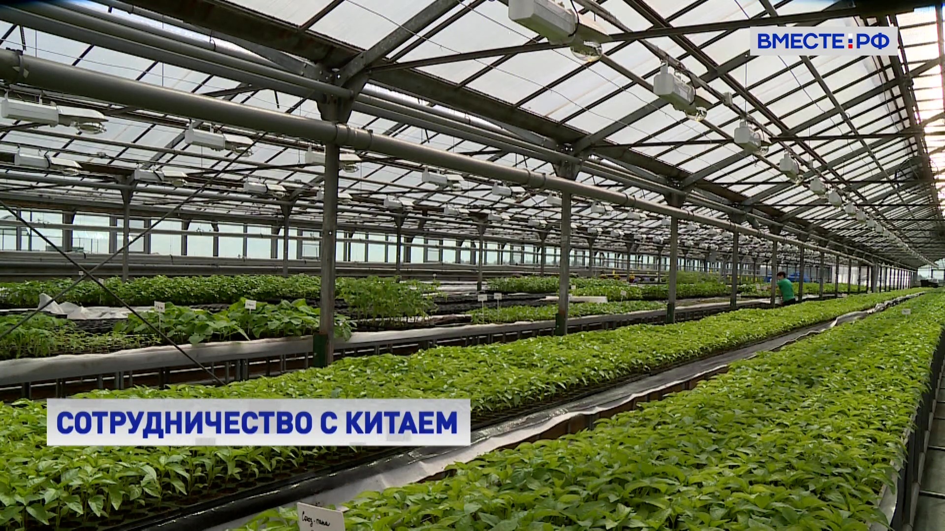 Россия и Китай планируют развивать сотрудничество в сфере лекарственного растениеводства