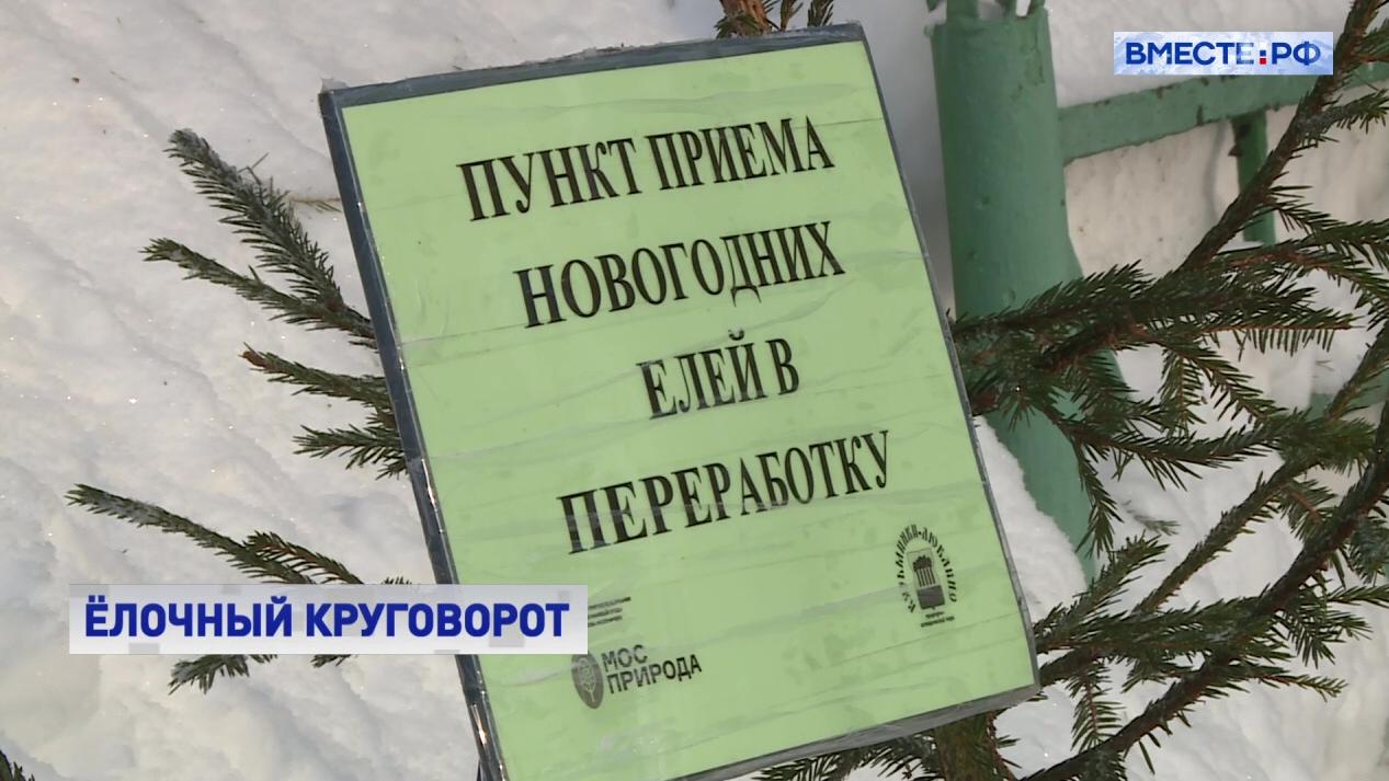 РЕПОРТАЖ: Вторая жизнь новогодних елок