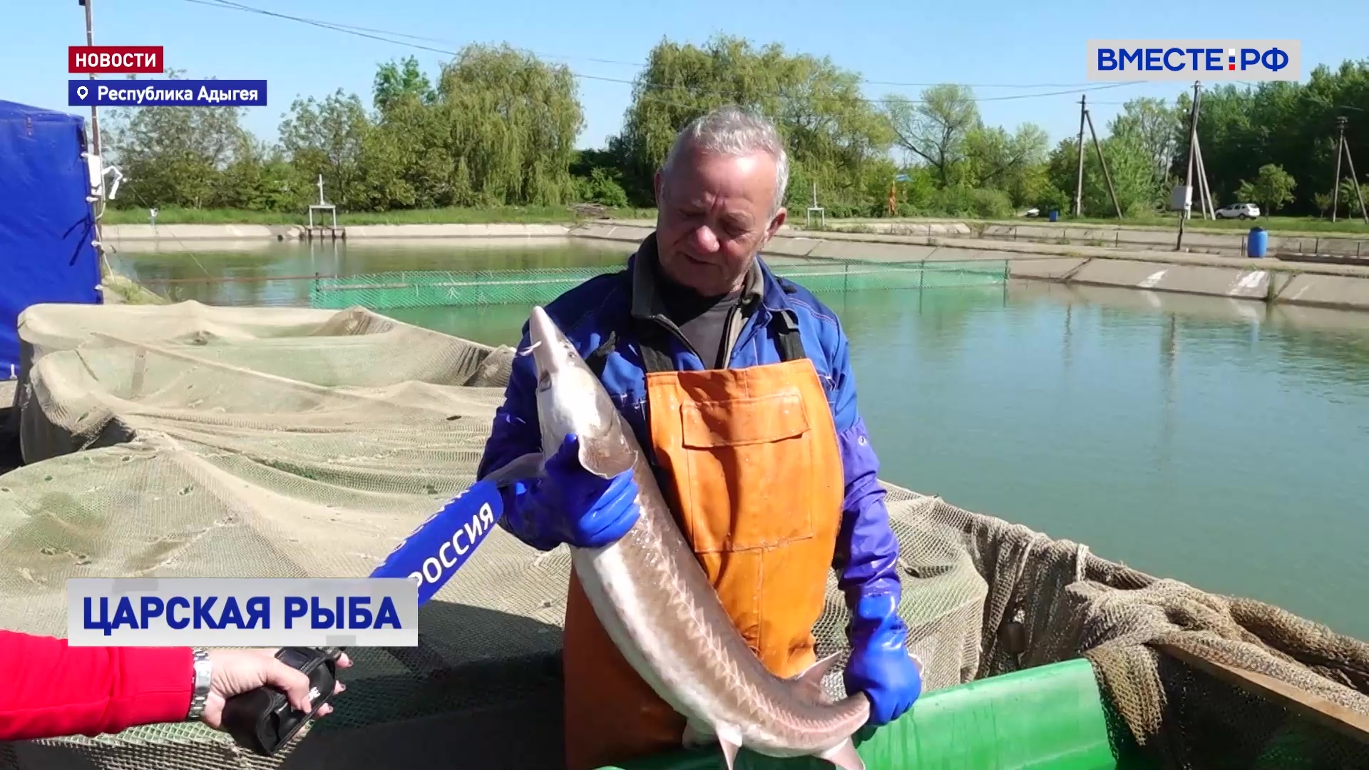 Царская рыба: возрождение исчезающих видов осетровых на Кубани и в Адыгее