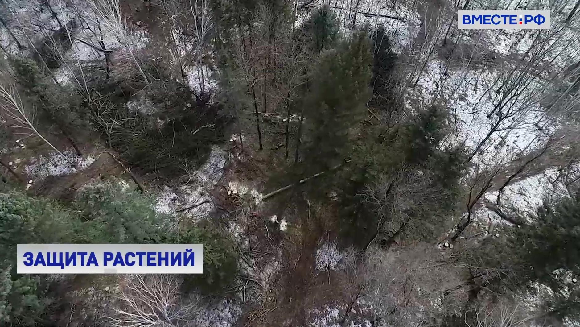 В России введут уголовную ответственность за уничтожение растений, внесенных в Красную книгу